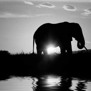 Meet your Posher, Cassidy